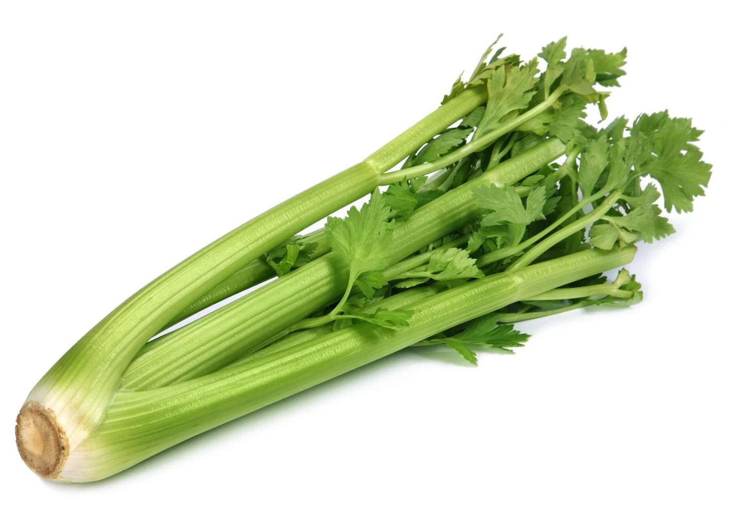 Utah Celery Seeds Non-GMO Heirloom Apium graveolens for Gardening, Crisp and Flavorful, Resealable Packet