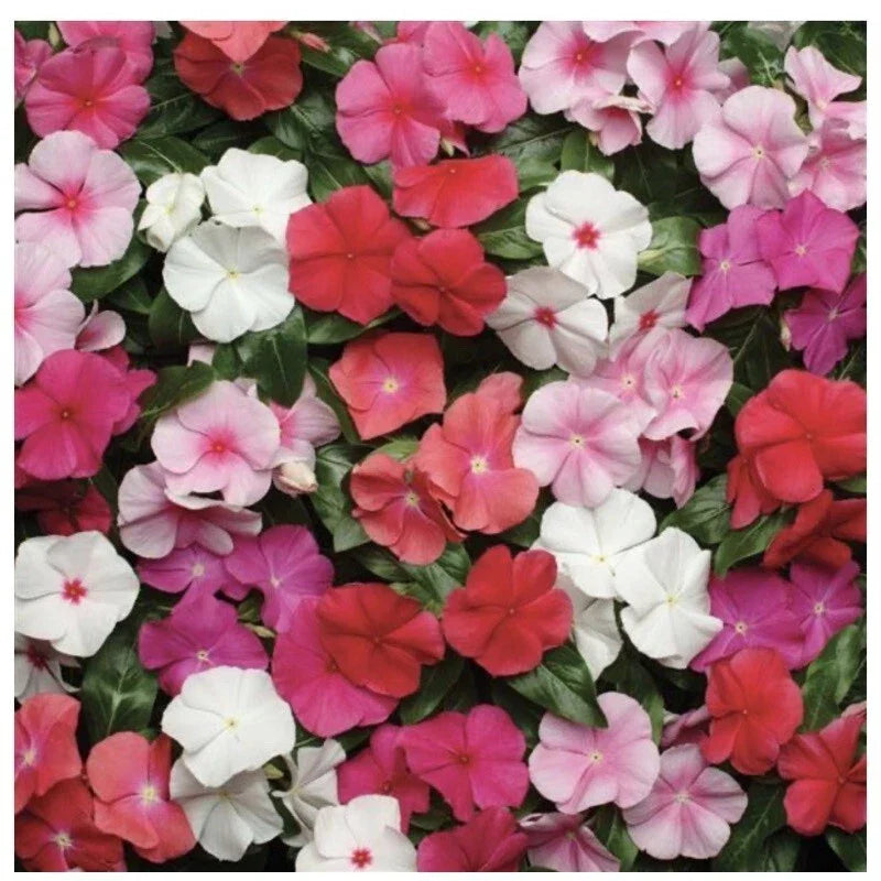 Vinca Seeds Pacifica XP Mix 25 Pack - Colorful Annual Flowers Vinca Rosea