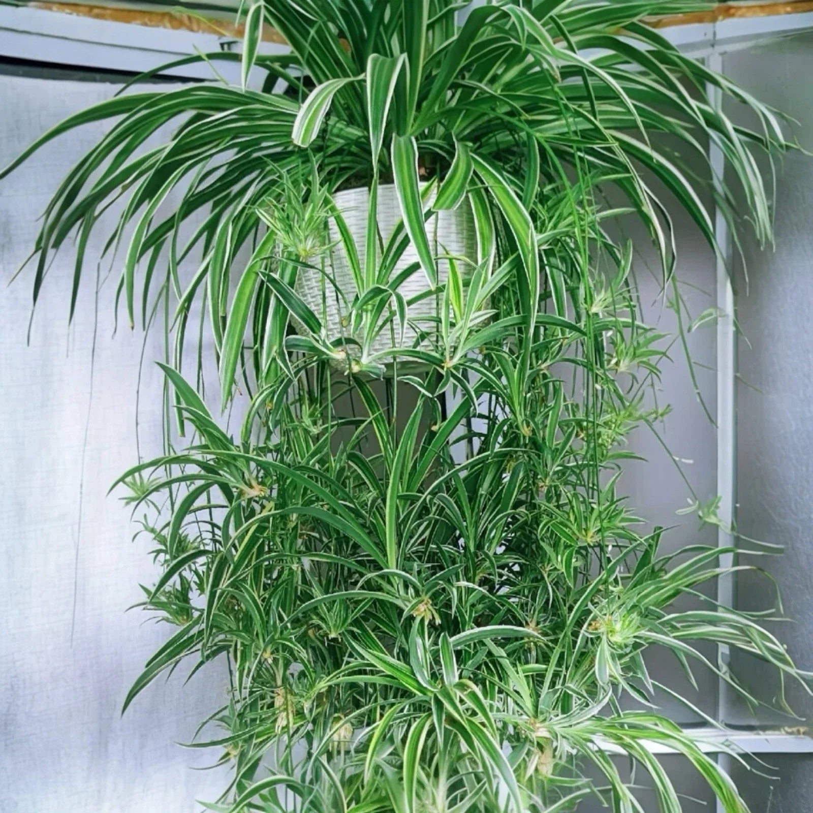 2PCS Reverse Variegated Spider Plant Cuttings - Air-Purifying Indoor Chlorophytum comosum Propagation