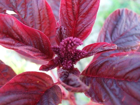 Amaranthus Red Garnet Herb Seeds Pack – Over 250 Fresh Seeds for Gardening, Culinary Use, and Pollinator Attraction