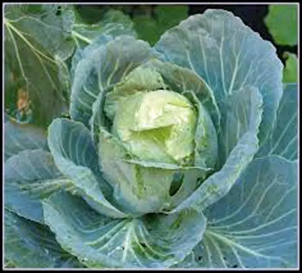 Golden Acre Cabbage Seeds - Non-GMO Heirloom Brassica oleracea, Compact Round Heads, 500 Pack