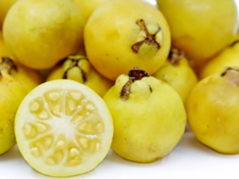 Yellow Lemon Guava Seeds - 20 Pack - Psidium liturale Tropical Fruit Seeds