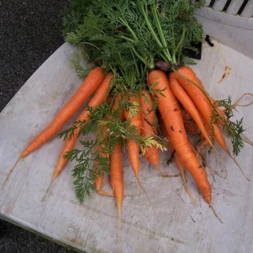 Envy Carrot Seeds - 1000+ Premium Daucus carota Vegetable Seeds for Garden Planting, Non-GMO, Full Sun, USA Grown