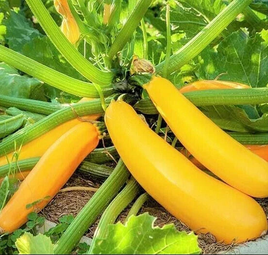 Golden Zucchini Seeds | Heirloom Summer Squash | Yellow Courgette Kousa | Non-GMO Gardening Seeds for Bountiful Harvest