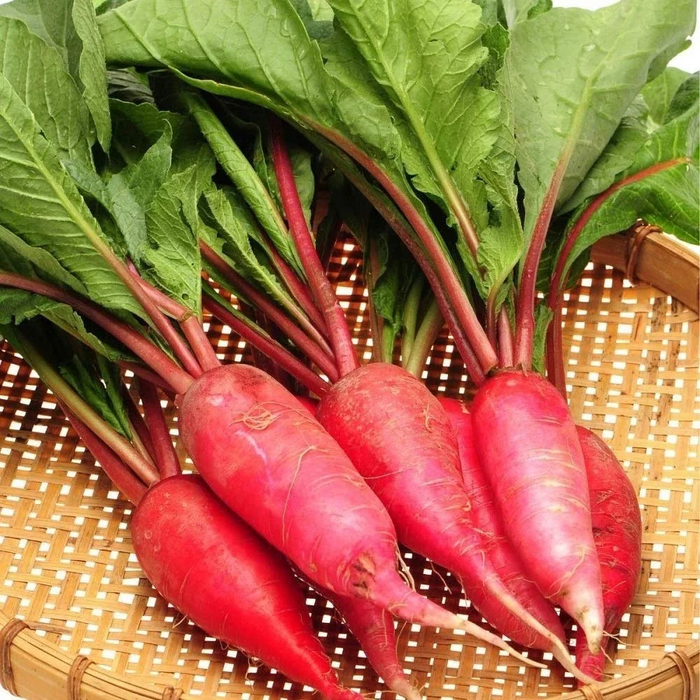 China Rose Radish Seeds – Microgreens, Cold Hardy, Raphanus sativus, 100/1000/5000 Pack