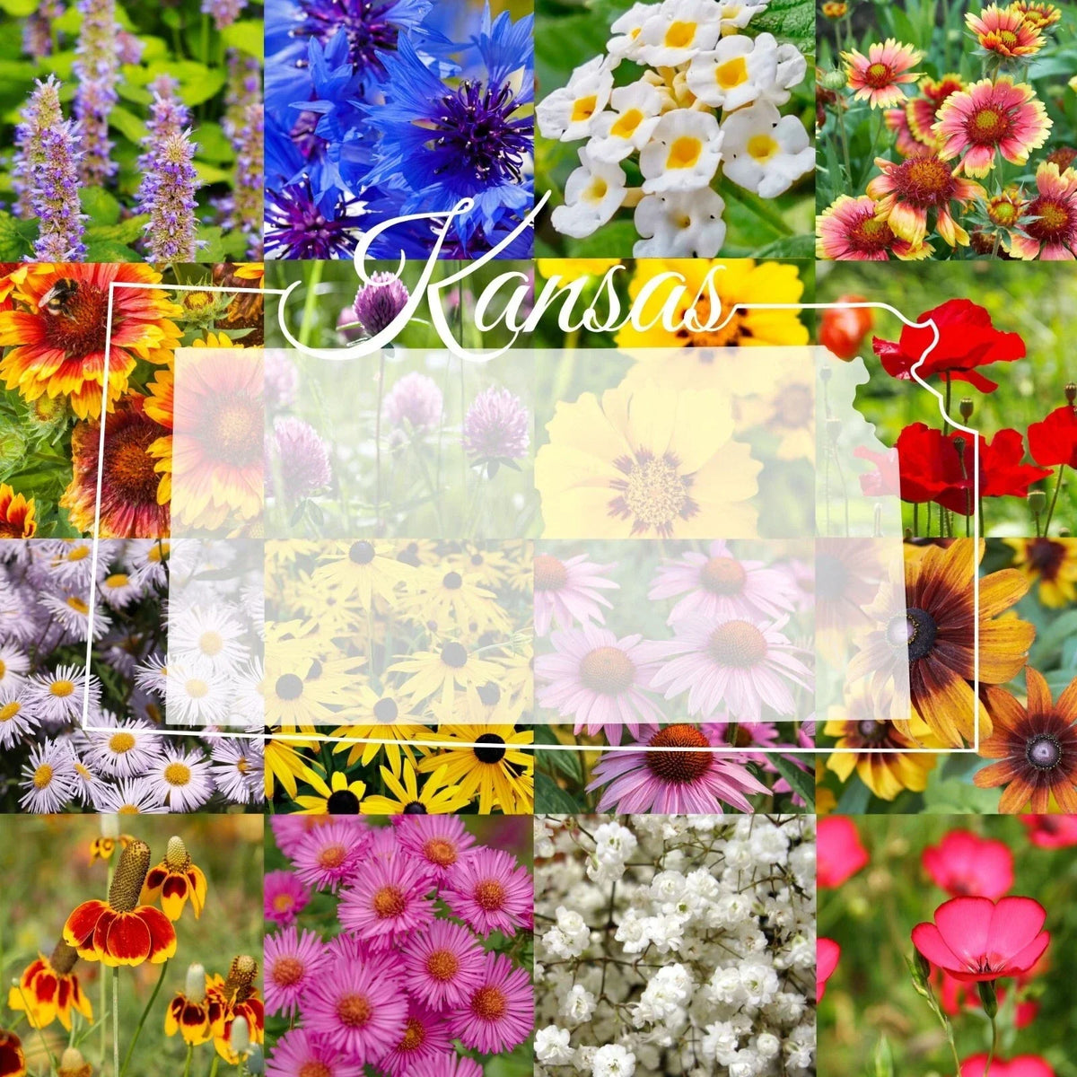 Bulk Wildflower Seed Mix 1/4LB Eastern Kansas - Native Pollinator Flowers Cover 500 sq ft