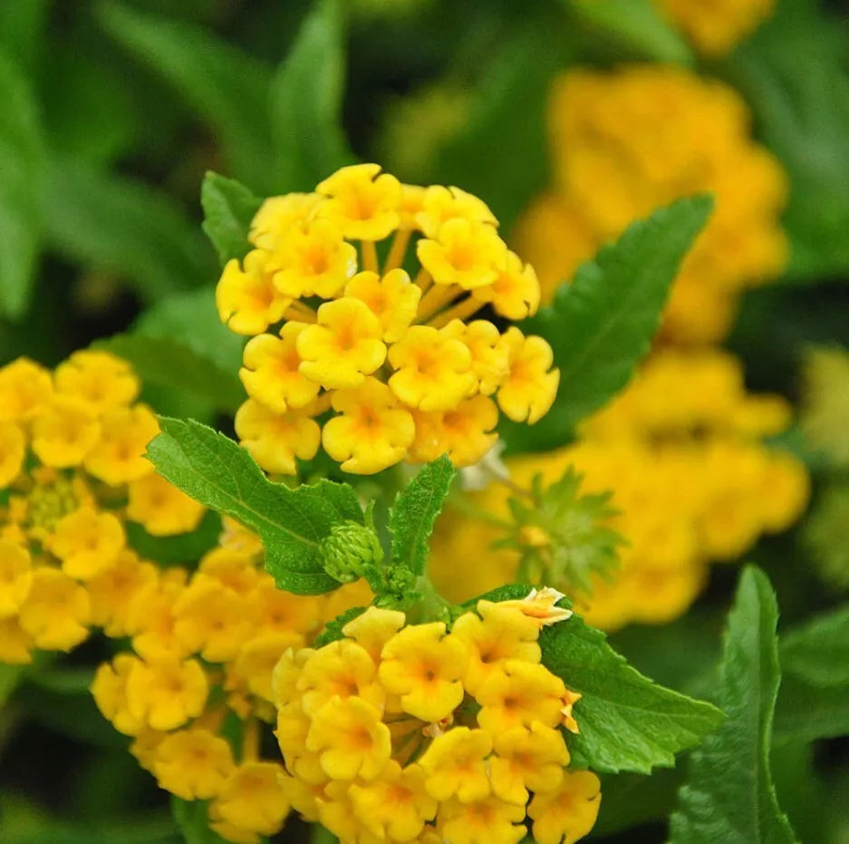 Lantana Trailing Yellow Live Plant – Drought-Tolerant Ground Cover & Hanging Basket Plant – Lantana montevidensis