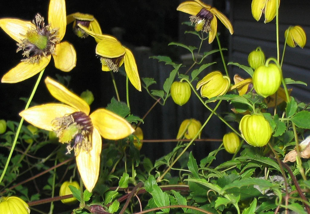 Clematis Seeds - Aztek Yellow Perennial Vine - Bright Yellow Flowers - Clematis 'Aztek Yellow' - 15 Pack