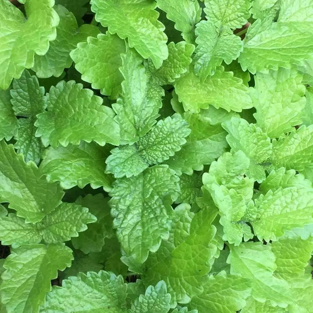 Lemon Balm Seeds 500+ | Perennial Herb | Melissa officinalis | Natural Insect Repellent | Culinary & Tea Herb