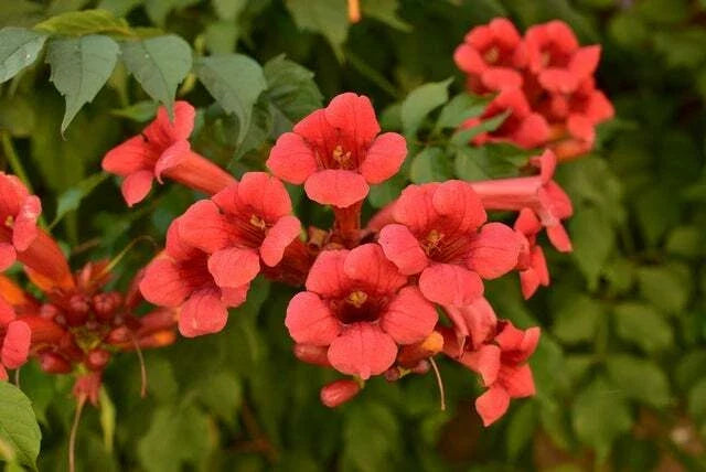25 Red Trumpet Creeper Vine Seeds - Campsis radicans - Climbing Vine for Garden, Attracts Hummingbirds & Butterflies