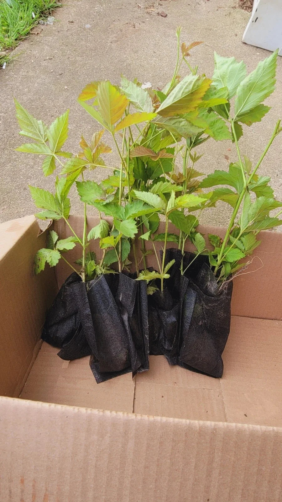 10pcs Thorny Dew Berry Blackberry Live Plants, 5-10" Rooted Rubus caesius Garden Plants