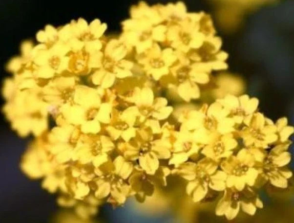 Alyssum Basket of Gold Seeds - 50 Fresh Flower Seeds - Lobularia maritima Bright Yellow Blooms for Gardens & Containers