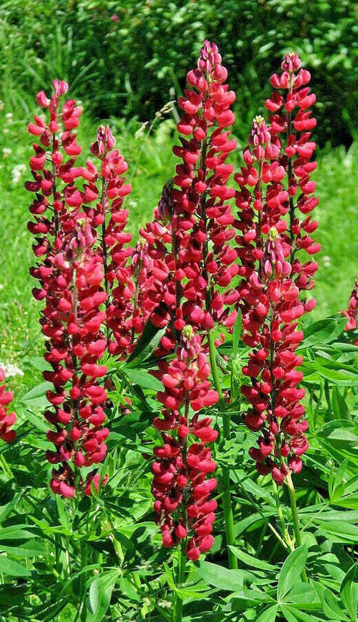 Tall Red Russell Lupine Seeds - 50 Seeds | Lupinus polyphyllus 'My Castle' | Maries Green Garden