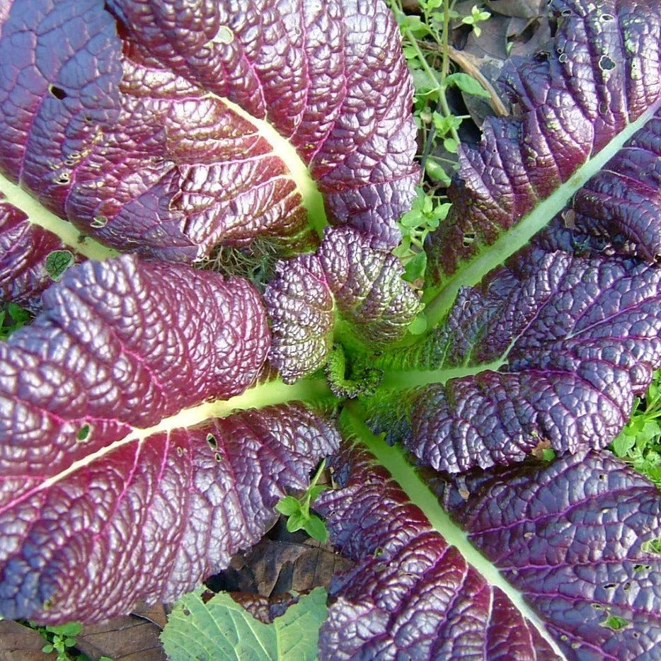Japanese Giant Red Mustard Greens Seeds - 500+ Count Non-GMO Brassica juncea Rugosa for Salads & Cooking