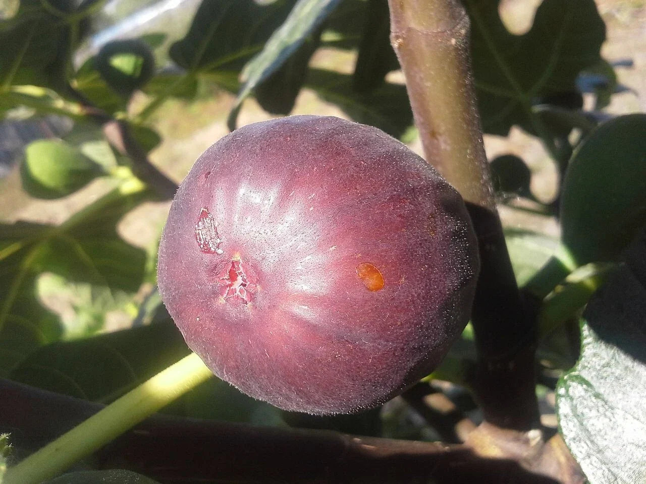 Chicago Hardy Fig Plant - Live Rooted Starter - Self-Pollinating Ficus carica - Potted Plant with Purple Figs - Zones 6-10