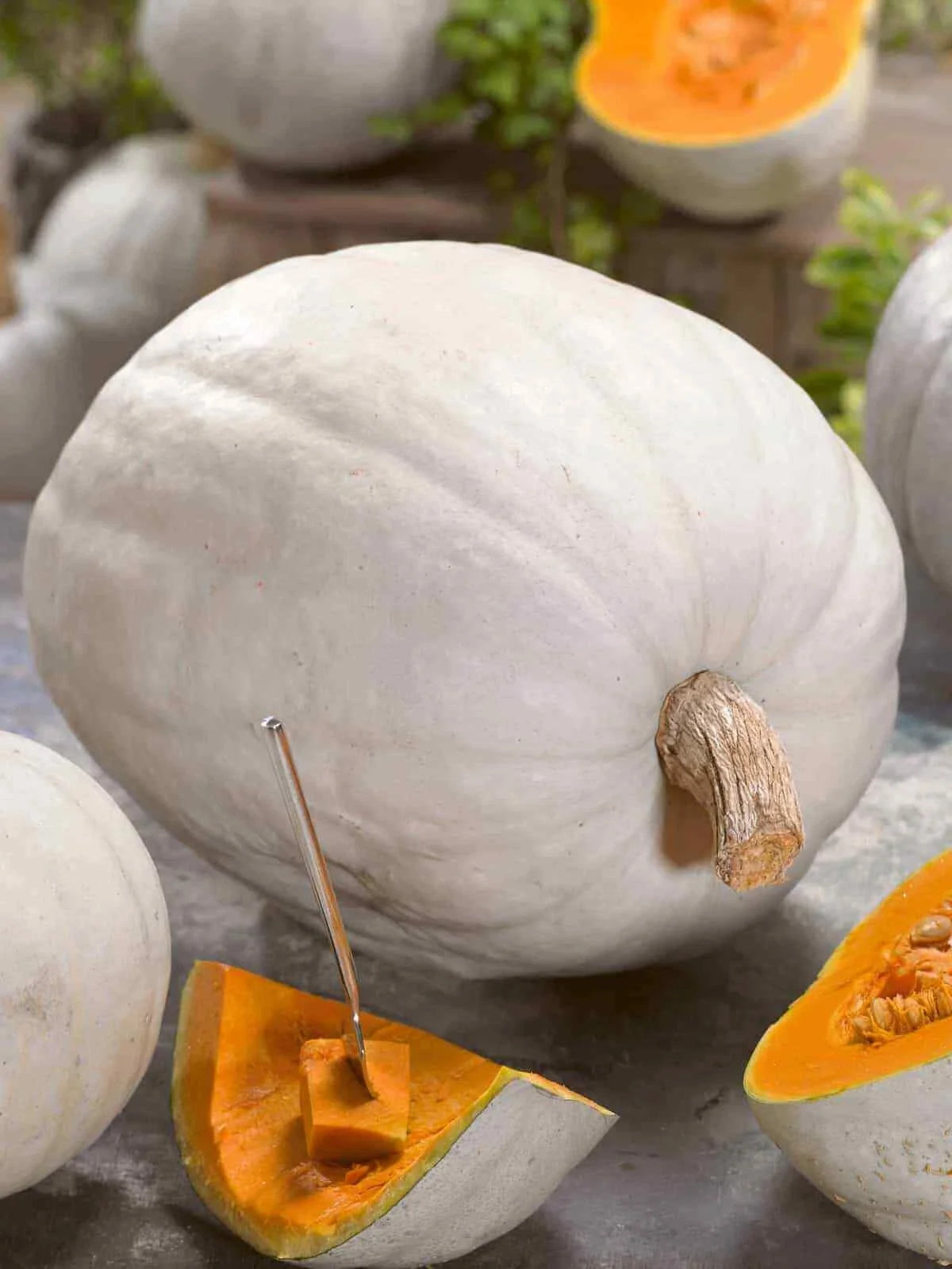 Super Moon Pumpkin Seeds - Heirloom Cucurbita pepo, Large Decorative Pumpkins, Fresh Pack of 20 Seeds
