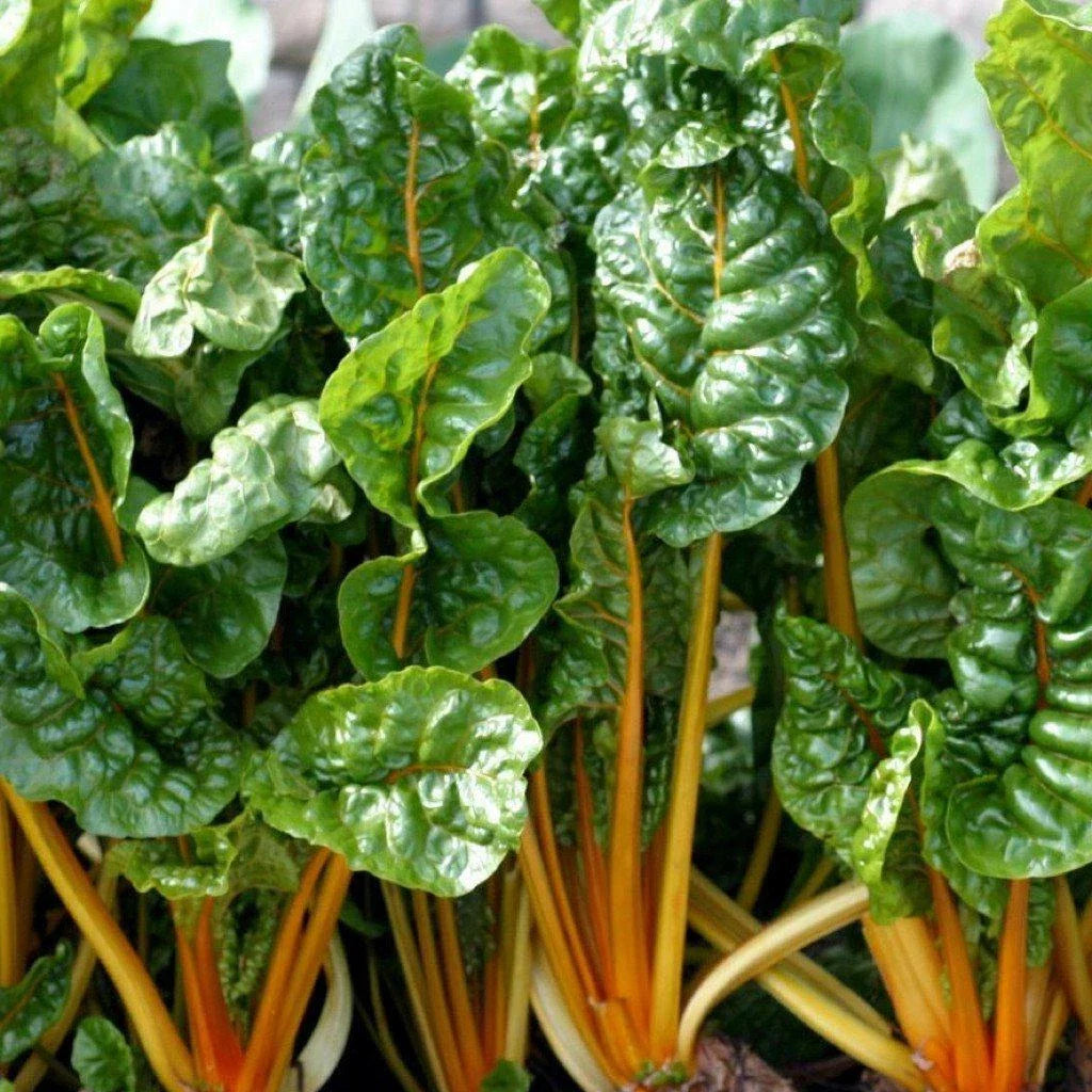Orange Swiss Chard Seeds NON-GMO | Colorful Salad Variety Beta vulgaris subsp. cicla