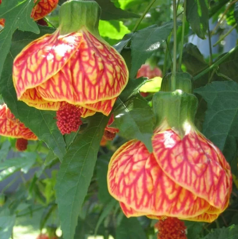 Abutilon Orange Tiger Live Plant – 4-6 Inch Shrub with Vibrant Tiger-Striped Orange Blooms – Malvaceae, Attracts Hummingbirds & Butterflies