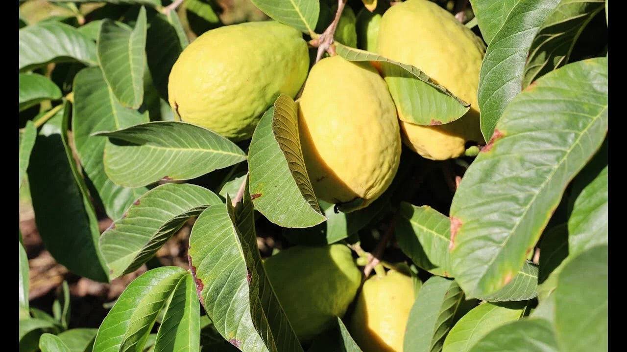 Beaumont Guava Seeds Pack of 50+ | Psidium guajava Tropical Fruit Planting for Garden or Orchard