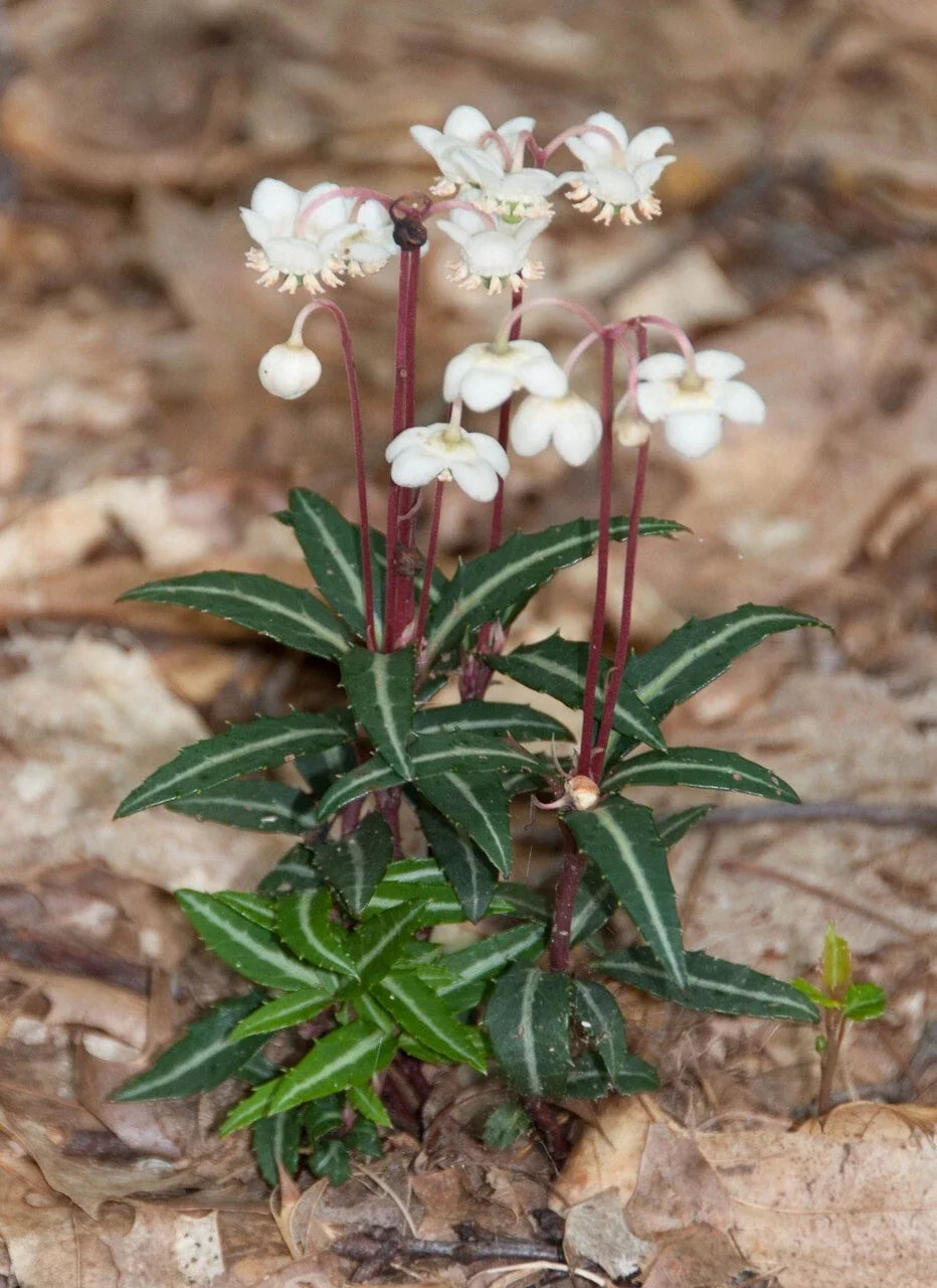 Spotted Wintergreen Bare Root Live Plant – Chimaphila maculata Perennial for Shaded Gardens and Woodland Areas