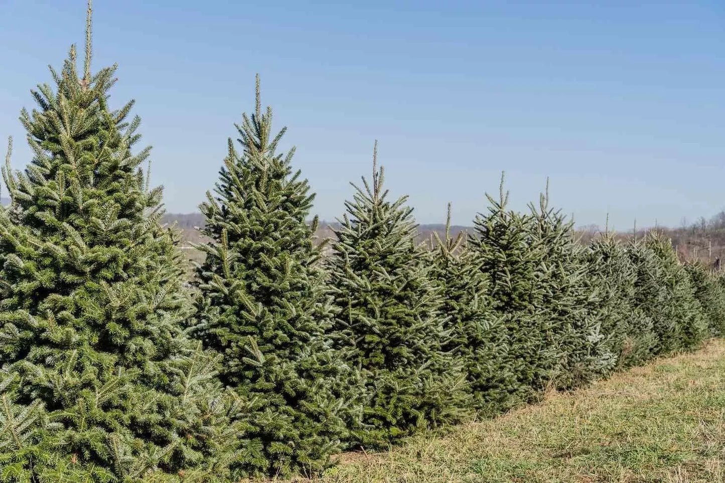Fraiser Fir Tree Seedlings for Planting, Abies fraseri, 6-12 Inches Tall, Evergreen, Conical Shape, Fast-Growing Outdoor Tree