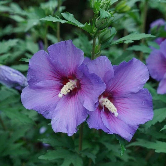 Rose of Sharon Live Plants 10-18" Bare Root Hibiscus syriacus Hardy Flowering Shrub