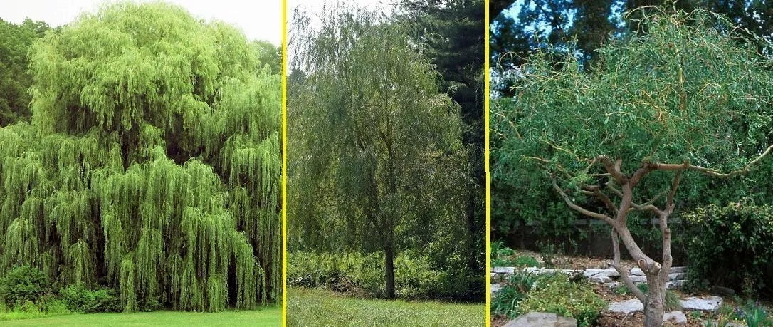Willow Tree Bundle - 10 Fast Growing Aussie & Weeping Willow Trees - Salix babylonica & Salix spp.