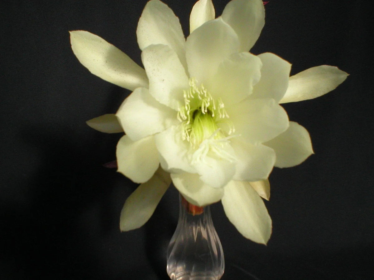 Epiphyllum Cuttings - Young Nun Orchid Cactus Succulent Perennial for Indoor and Outdoor Growing