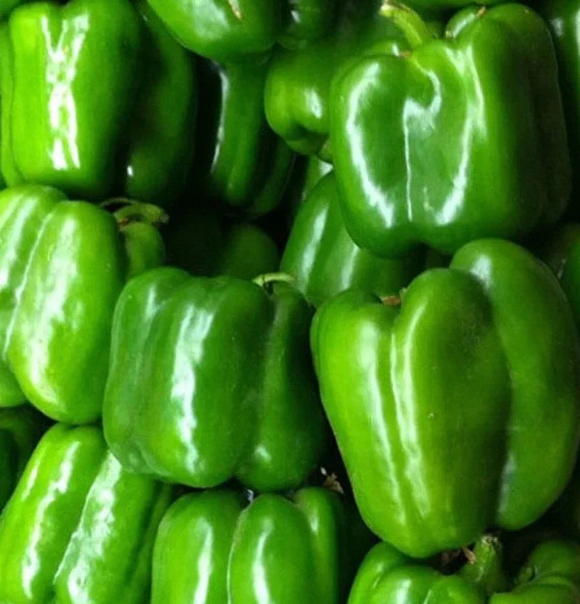 Green Bell Pepper Seeds 50+ Keystone Resistant Giant Capsicum annuum for Home Garden, Sweet, Non-GMO, Easy to Grow