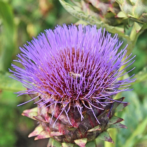 Cardoon Seeds – Heirloom Non-GMO Artichoke Thistle Cynara cardunculus for Culinary & Ornamental Gardens