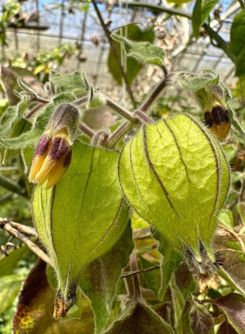 Goldenberry Cuttings - 6 Physalis peruviana Plants for Propagation - Edible Fruit, Drought-Tolerant, Garden or Container Growing