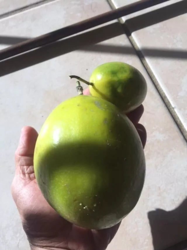 Organic Yellow Lilikoi Passionfruit Seedling 7-10" Tall - Passiflora edulis flavicarpa Live Plant