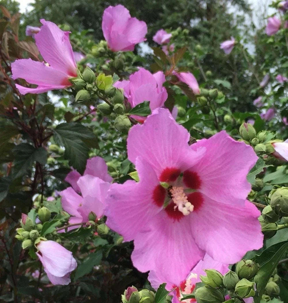 Rose of Sharon Live Bareroot Trees 4-8 Inches Purple Hibiscus Syriacus Organic for Garden Landscaping