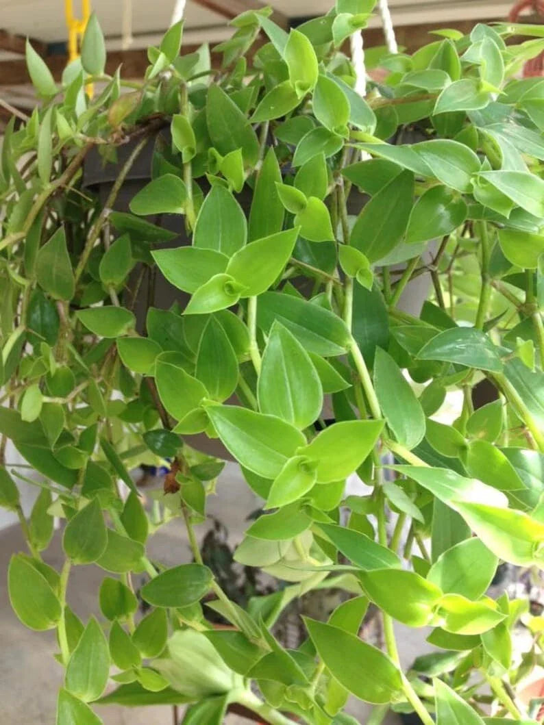 12 Green Wandering Jew Cuttings - Tradescantia Aurea Unrooted Plant Propagation Material for Indoor Garden