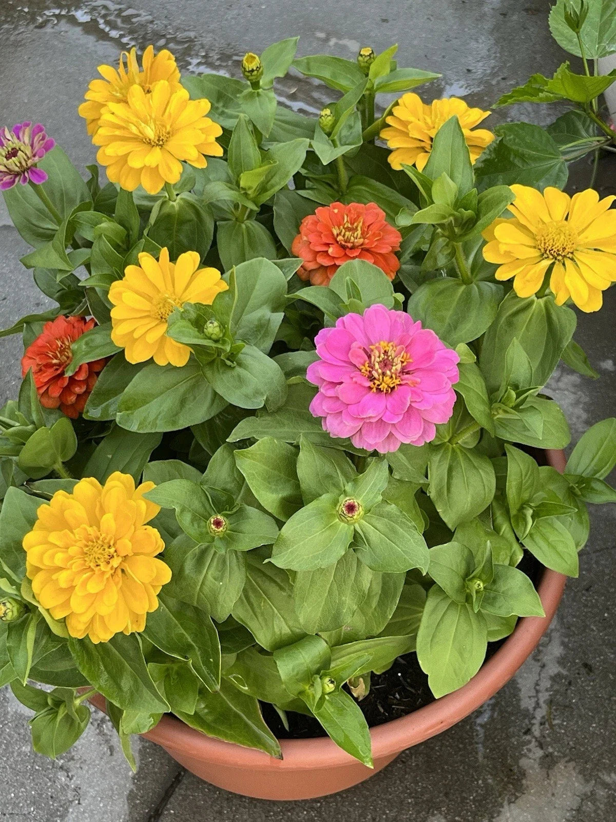 Dahlia Flowered Zinnia Seeds - 100+ Non-GMO Mix for Bees & Butterflies, Zinnia elegans, Garden Flower Seeds