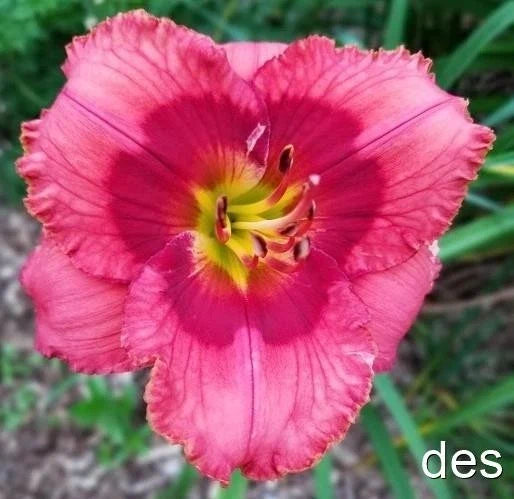 Daylily Live Plant - Wyatt Earp Red Rebloomer - Hemerocallis for Garden Borders & Containers