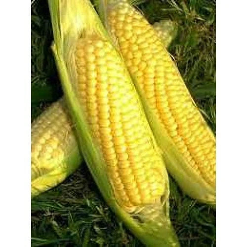 Golden Bantam Sweet Corn Seeds – Heirloom Non-GMO Zea mays, Full Sun, Pack of 50 Seeds