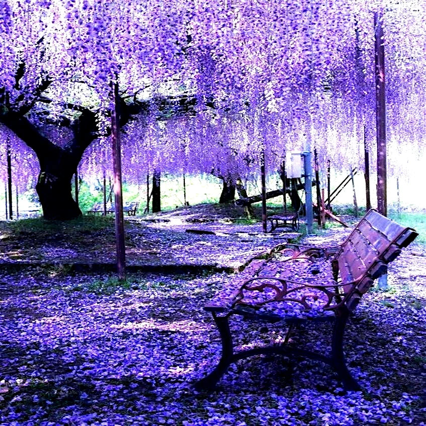 Chinese Blue Wisteria Seeds - 10 Pack, Wisteria sinensis, Fast-Growing Hardy Climbing Vine for Garden & Bonsai