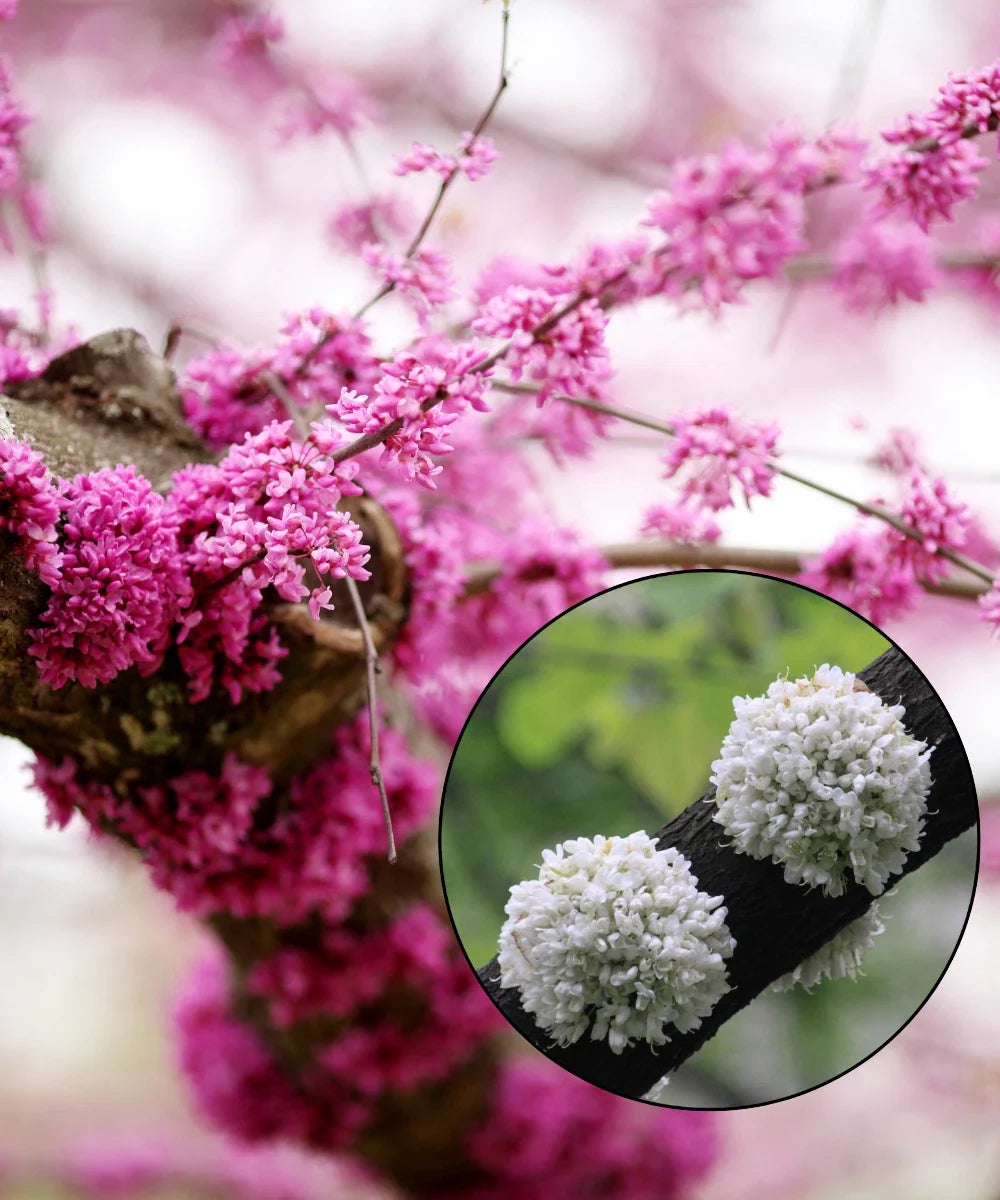 Eastern Redbud Tree Seeds - Pink & White Selection, Pre-Stratified, Cercis canadensis, Flowering, Pollinator-Friendly