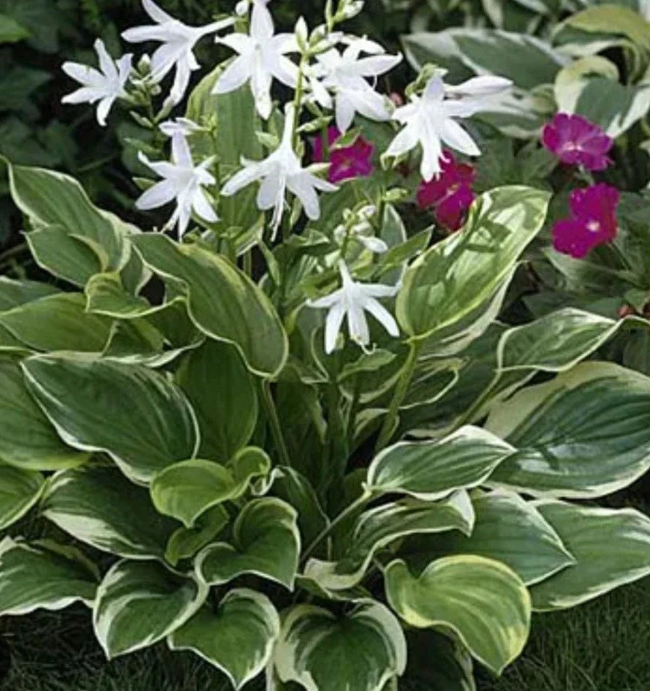 Hosta So Sweet Potted Plant - Perennial Shade Lover with Lavender Flowers - Hosta hybrid