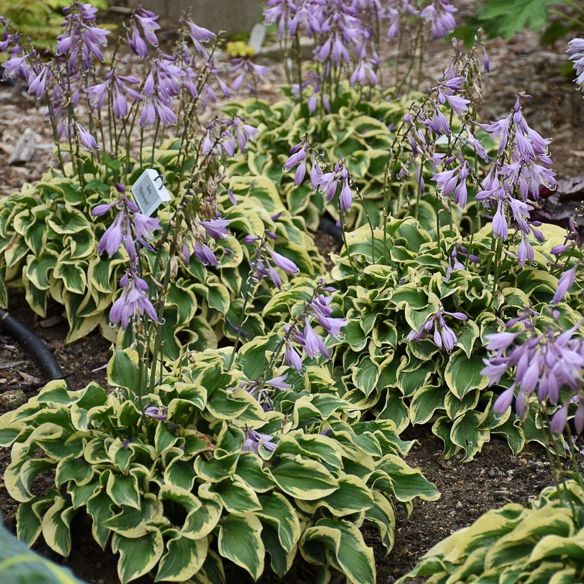 Hosta Wrinkle in Time Plant in 5.25" Pot - Hardy Shade Perennial with Wrinkled Green Leaves