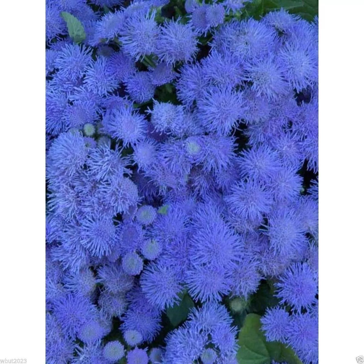 Flossflower Seeds - Blue Mink - Garden Ageratum - Ageratum Mexicanum - Blue Flowers - Pollinator Attractant