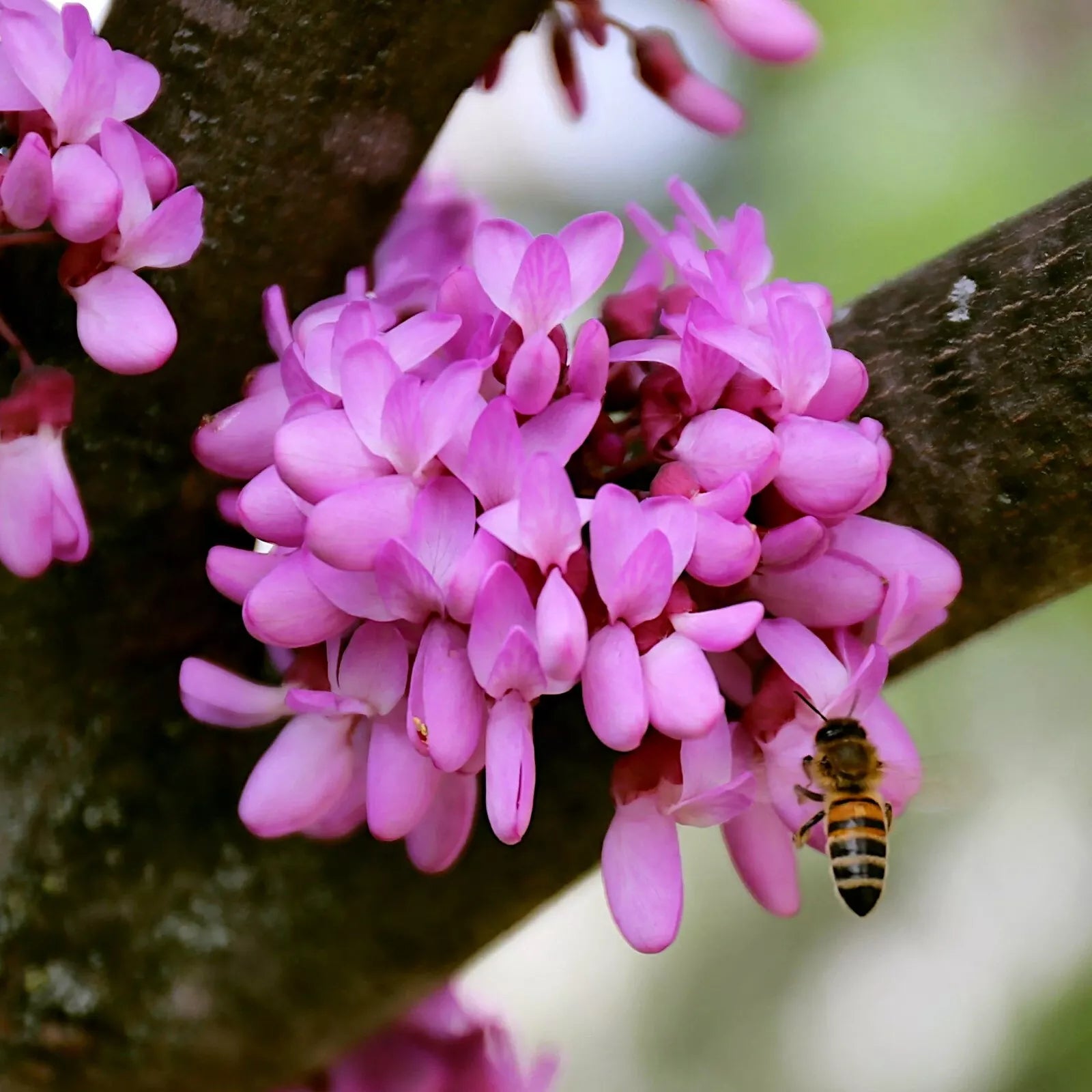Judas Tree Seeds Cercis siliquastrum Mediterranean Redbud Flowers Pack of 4 Seeds Hardy Ornamental Tree