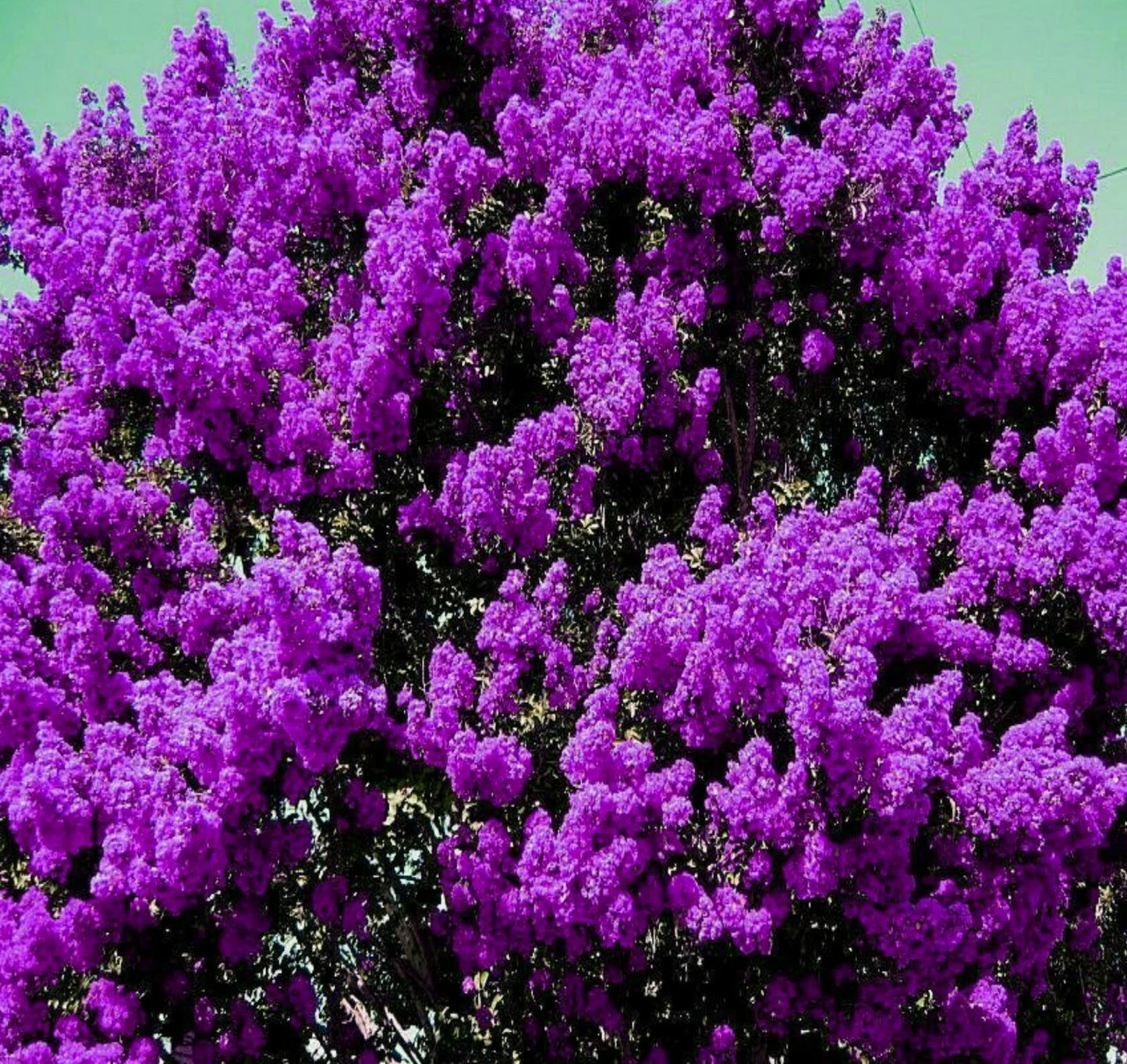 Purple Crepe Myrtle Live Plants – 6" Rooted Cuttings Lagerstroemia indica Dark Purple Flowers, Low Maintenance Trees & Bushes