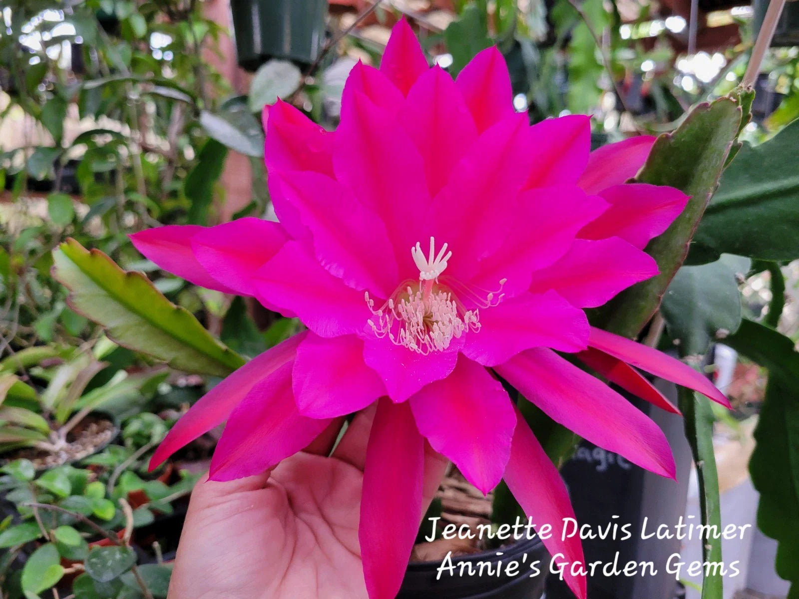 Epiphyllum Cutting 8-10 Inches Jeanette Davis Latimer Unrooted Epiphyllum hybrid Cactus Plant