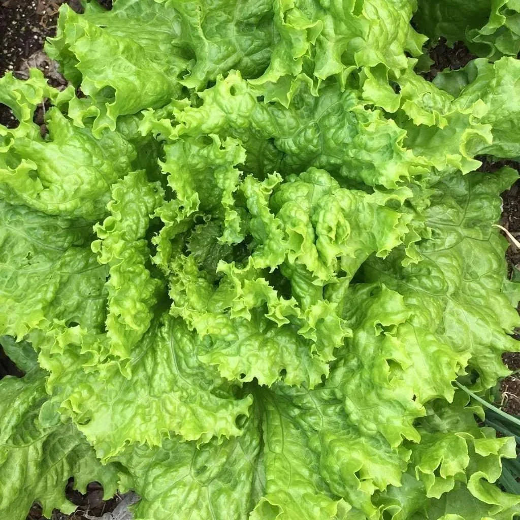 Grand Rapids Leaf Lettuce Seeds - Heirloom NON-GMO Salad Greens for Organic Gardening