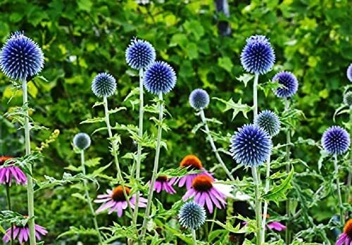 Globe Thistle Seeds - 30 Pack - Blue Echinops ritro Perennial Flowering Plant