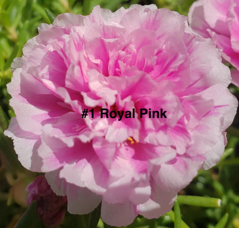 Moss Rose Cuttings - 10 Unrooted Royal Pink Portulaca Grandiflora for Gardening & Container Planting