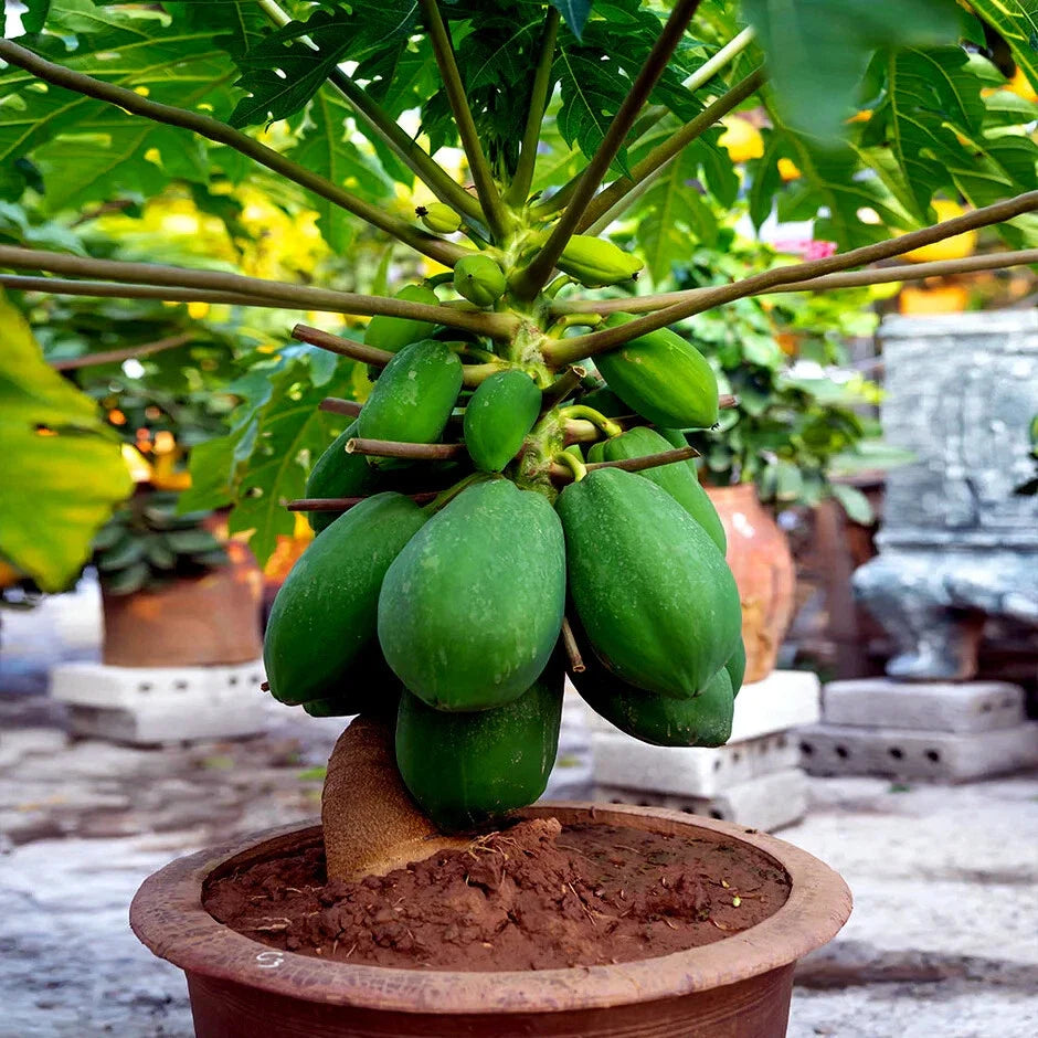 Dwarf Papaya Tree Seeds - Carica Papaya - Fast Growing Indoor Houseplant - 20 Pack