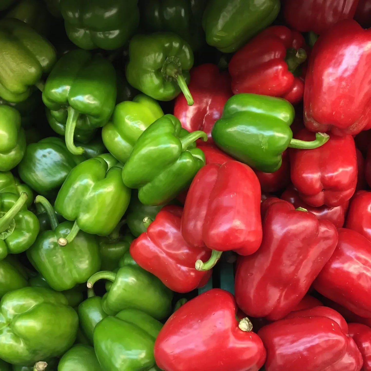 Sweet California Wonder Bell Pepper Seeds - Set of 50, Capsicum annuum, Compact, Green to Red, Edible Vegetable Seeds